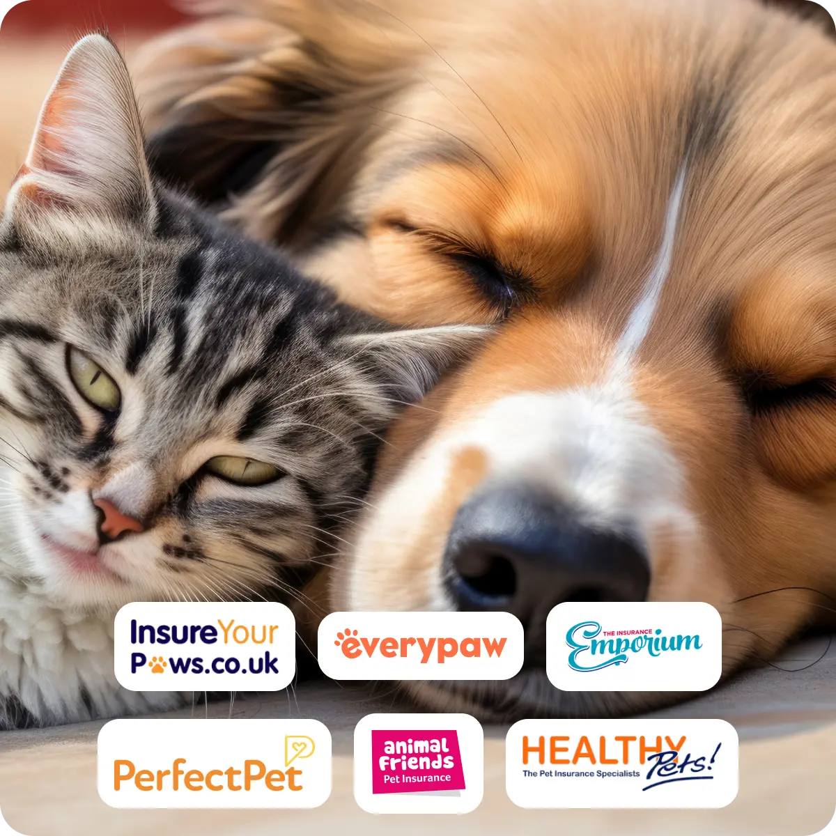 Dog and a cat with pet insurance provider logos.